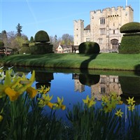 Daffodils Hever Castle & Canterbury